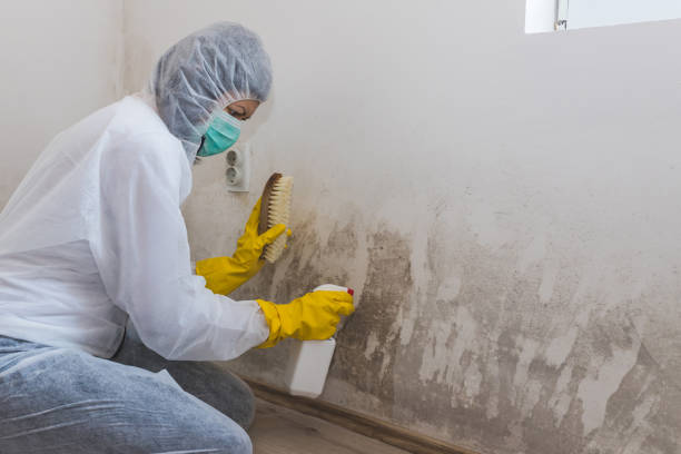 Best Best Mold Removal Companies  in Hannahs Mill, GA