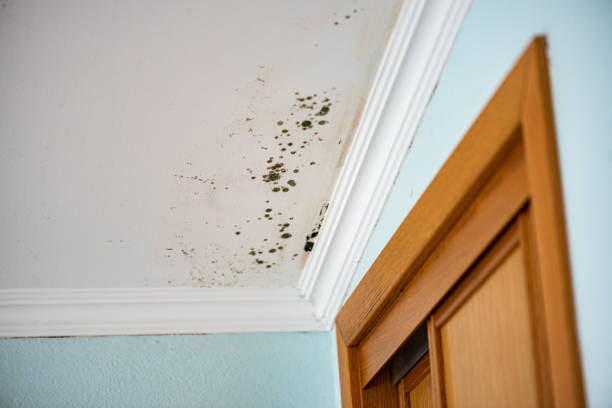 Best Best Mold Removal Companies  in Hannahs Mill, GA
