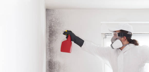 Best Mold Remediation Experts  in Hannahs Mill, GA